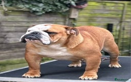 English Bulldog dogs for sale: Champion sired male puppy available  - Image 7