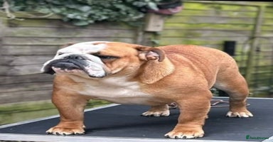English Bulldog dogs - Advert 1