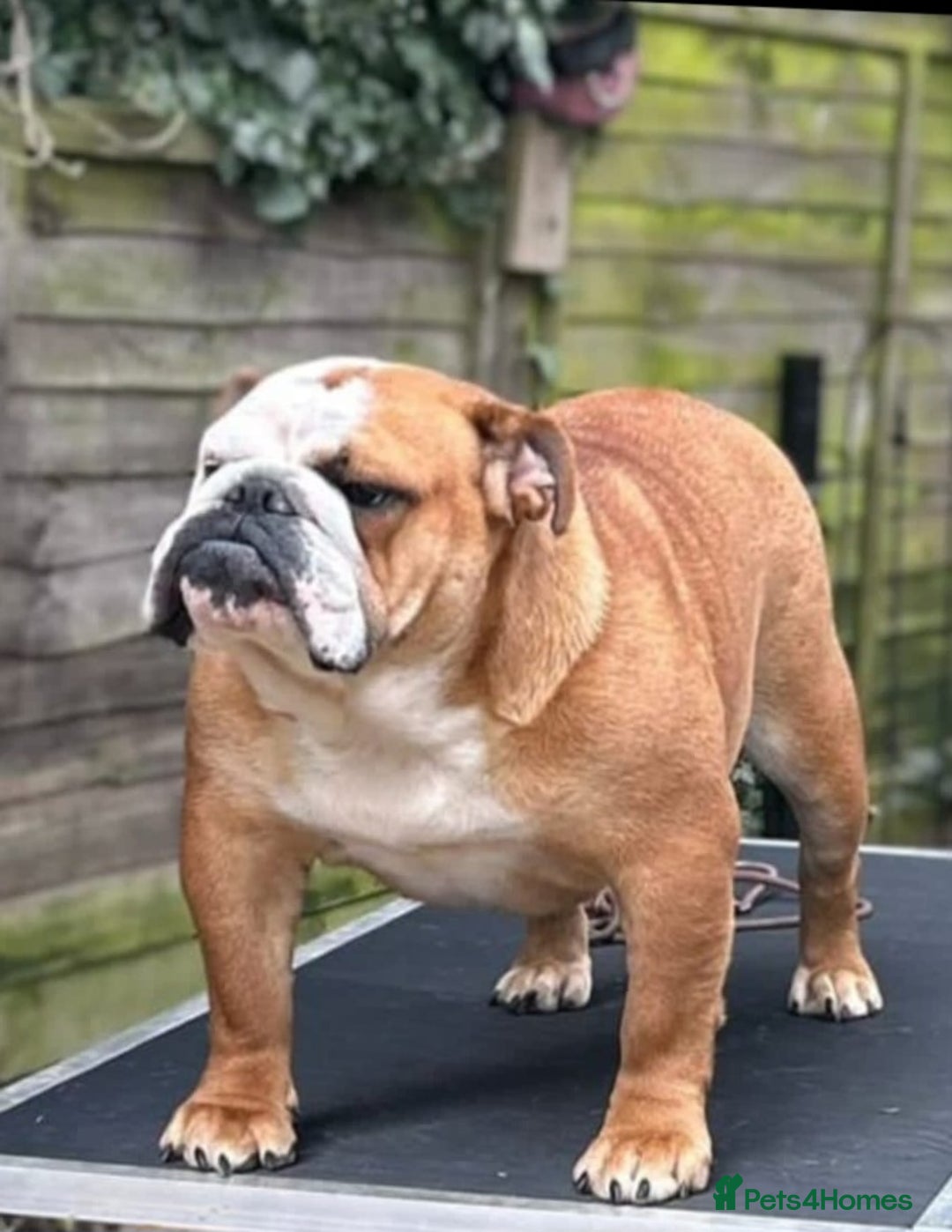 English Bulldog dogs for sale: Champion sired male puppy available  - Image 7