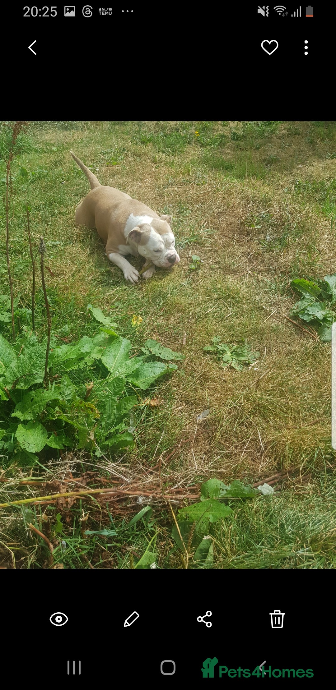 Olde English Bulldogge dogs for sale: Olde English bulldogge  - Image 1
