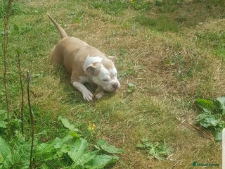 Olde English Bulldogge dogs - Advert 22