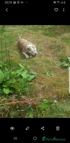 Olde English Bulldogge dogs - Advert 4
