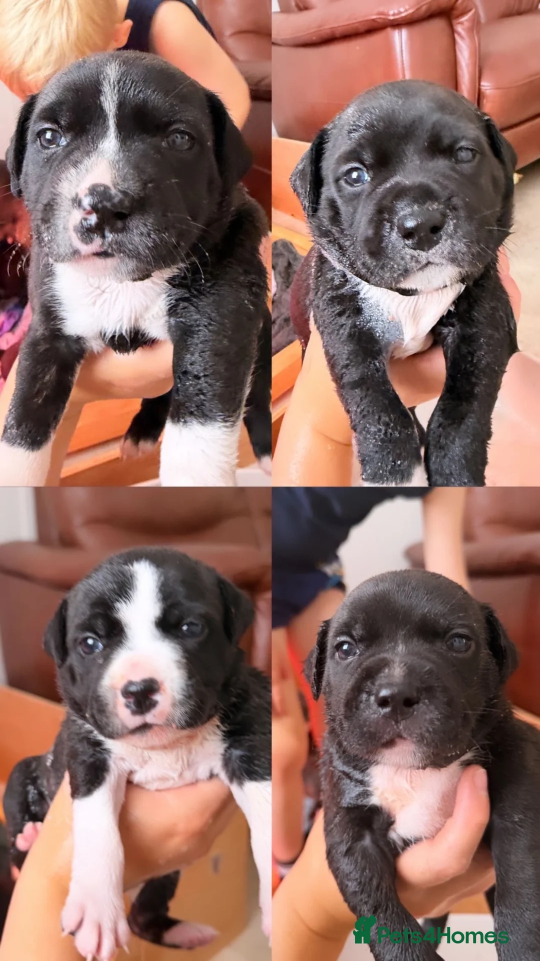 Staffordshire Bull Terrier dogs for sale: Four Staffordshire bull terrier puppies  - Advert 6