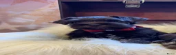 Miniature Schnauzer dogs for sale: 5*Licensed RKC Chocolate Schnauzers H/T  - Advert 13