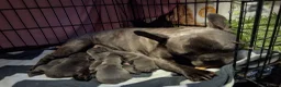 French Bulldog dogs for sale: Blue FrenchBulldog Puppies 3 Generations of Health - Advert 11