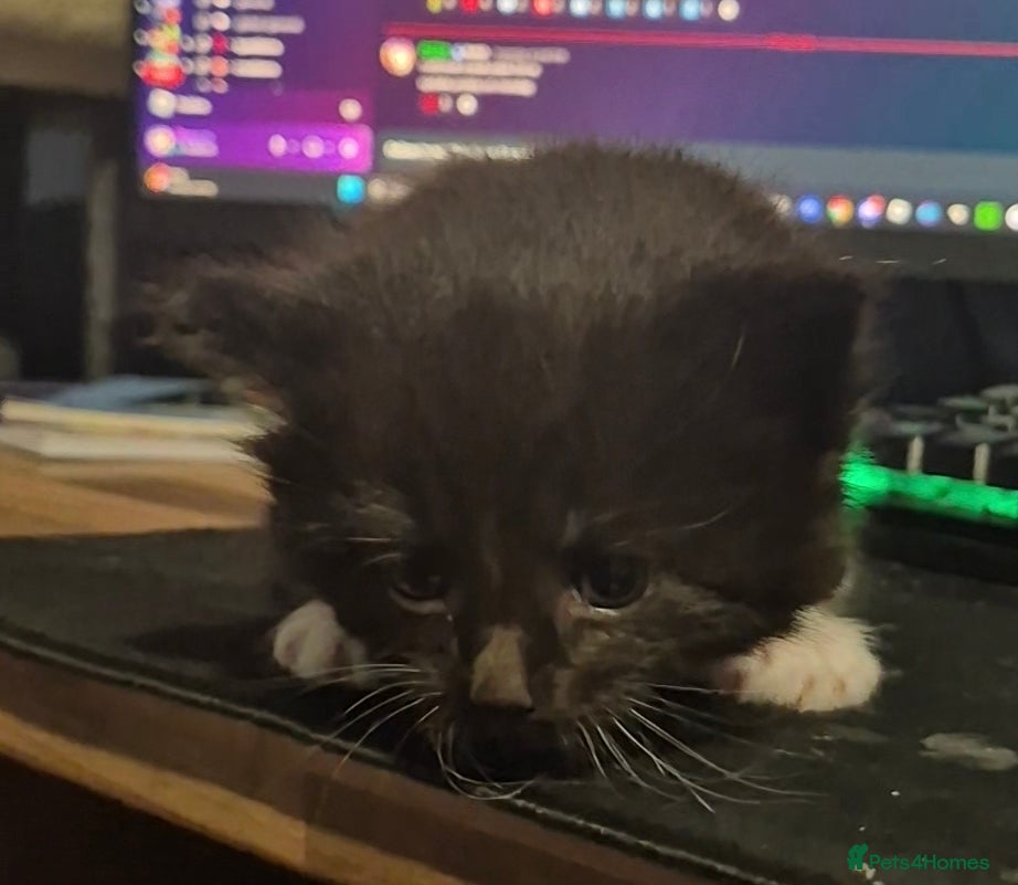 Mixed Breed cats for sale: 3 beautiful kittens - Advert 10