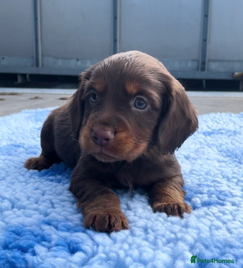 Cocker Spaniel dogs Legally docked. KC Reg. 4 Cocker spaniels.  - Advert 8
