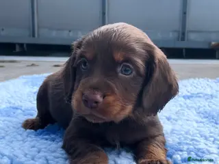 Cocker Spaniel dogs Legally docked. KC Reg. 4 Cocker spaniels. - Advert 8