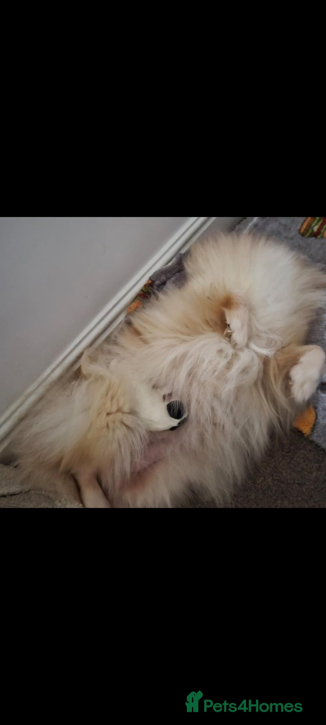 Pomeranian dogs for sale: Stunning pomeranian puppy  - Advert 2