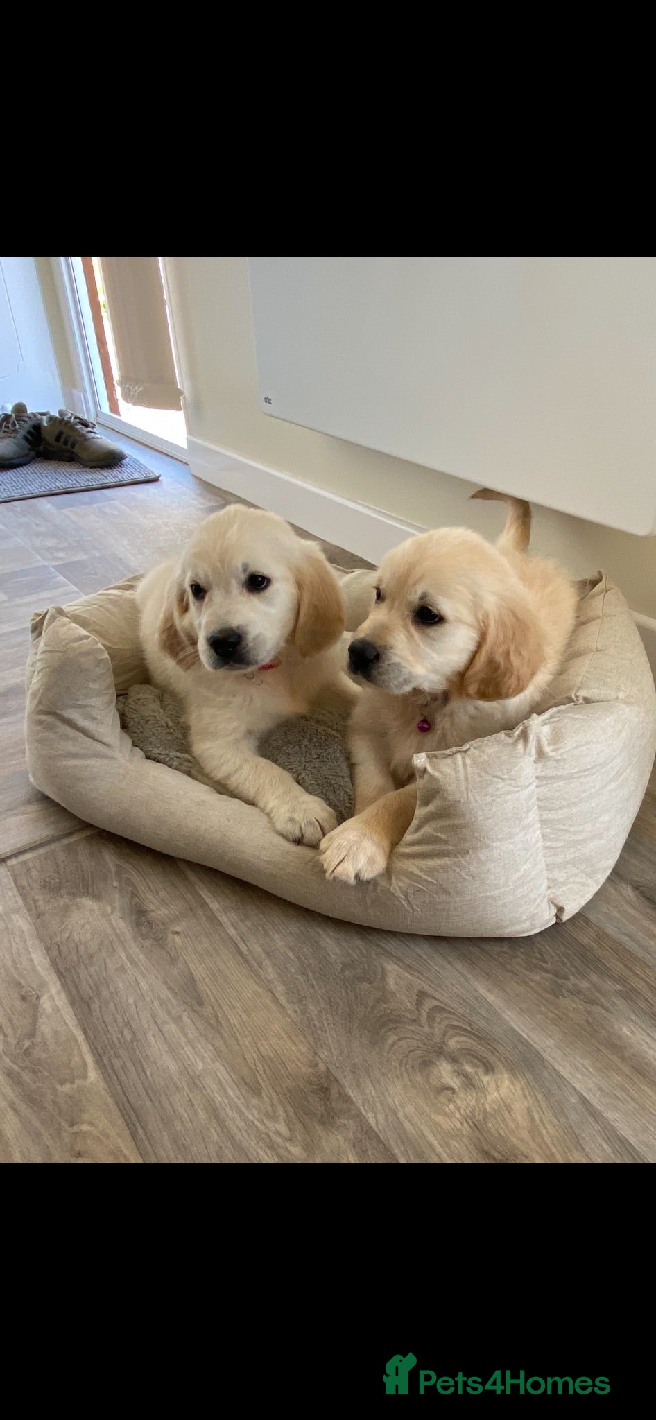 Golden Retriever dogs 2 female KC registered cream  - Advert 2