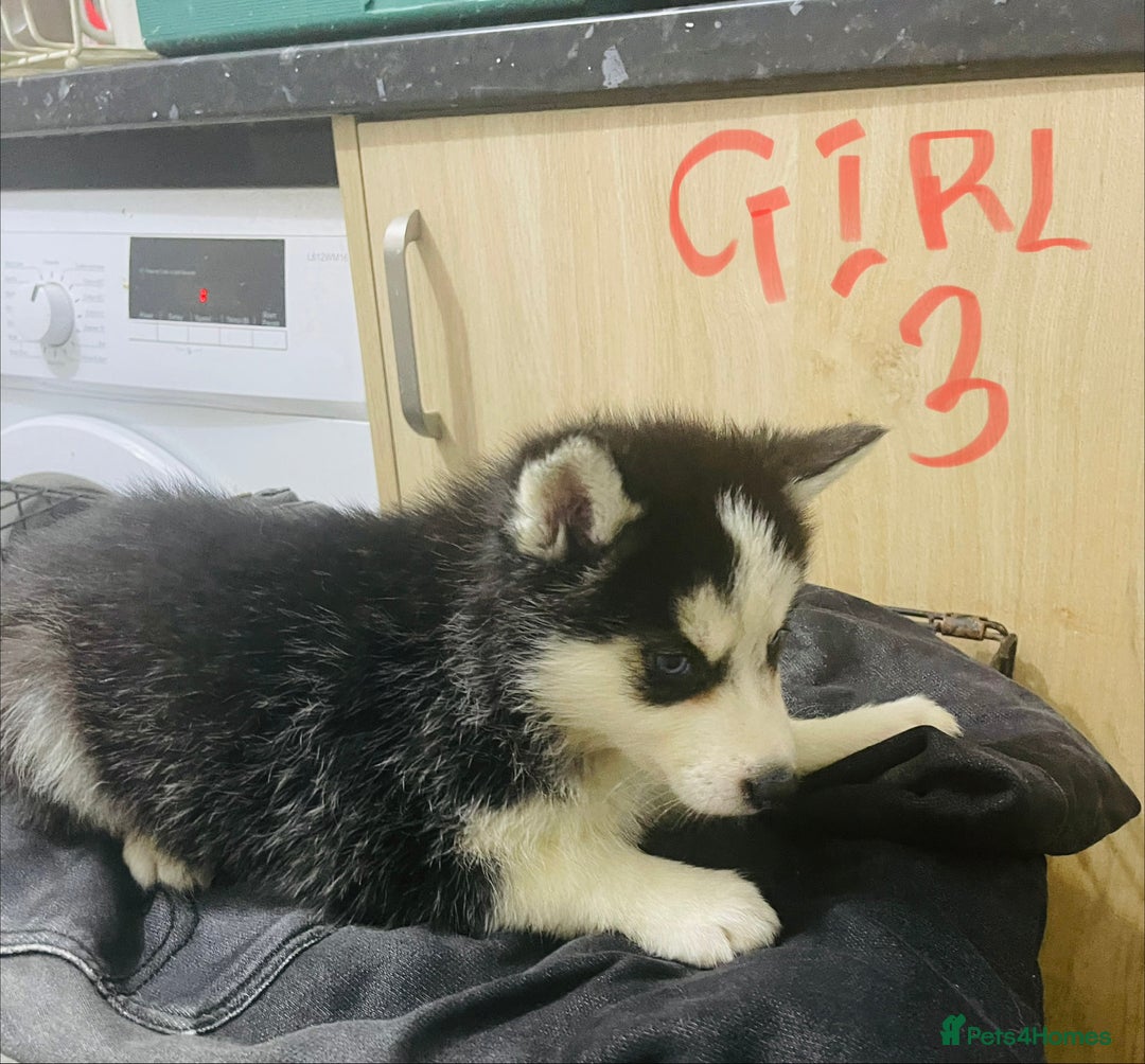 Siberian Husky dogs for sale: Huskies pups for sale - Advert 10