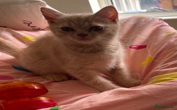 British Shorthair cats for sale: Beautiful 5th generation British shorthair kittens - Image 8