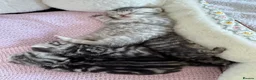 British Shorthair cats for sale: British Shorthair KittenSmoke Tabby  3 Girls 1 Boy - Advert 6