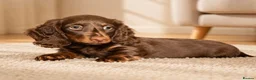 Dachshund dogs for sale: Gorgeous long haired miniature dachshund puppies  - Advert 3