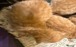 Maine Coon cats for sale: Gorgeous Maine coone kittens  - Image 20