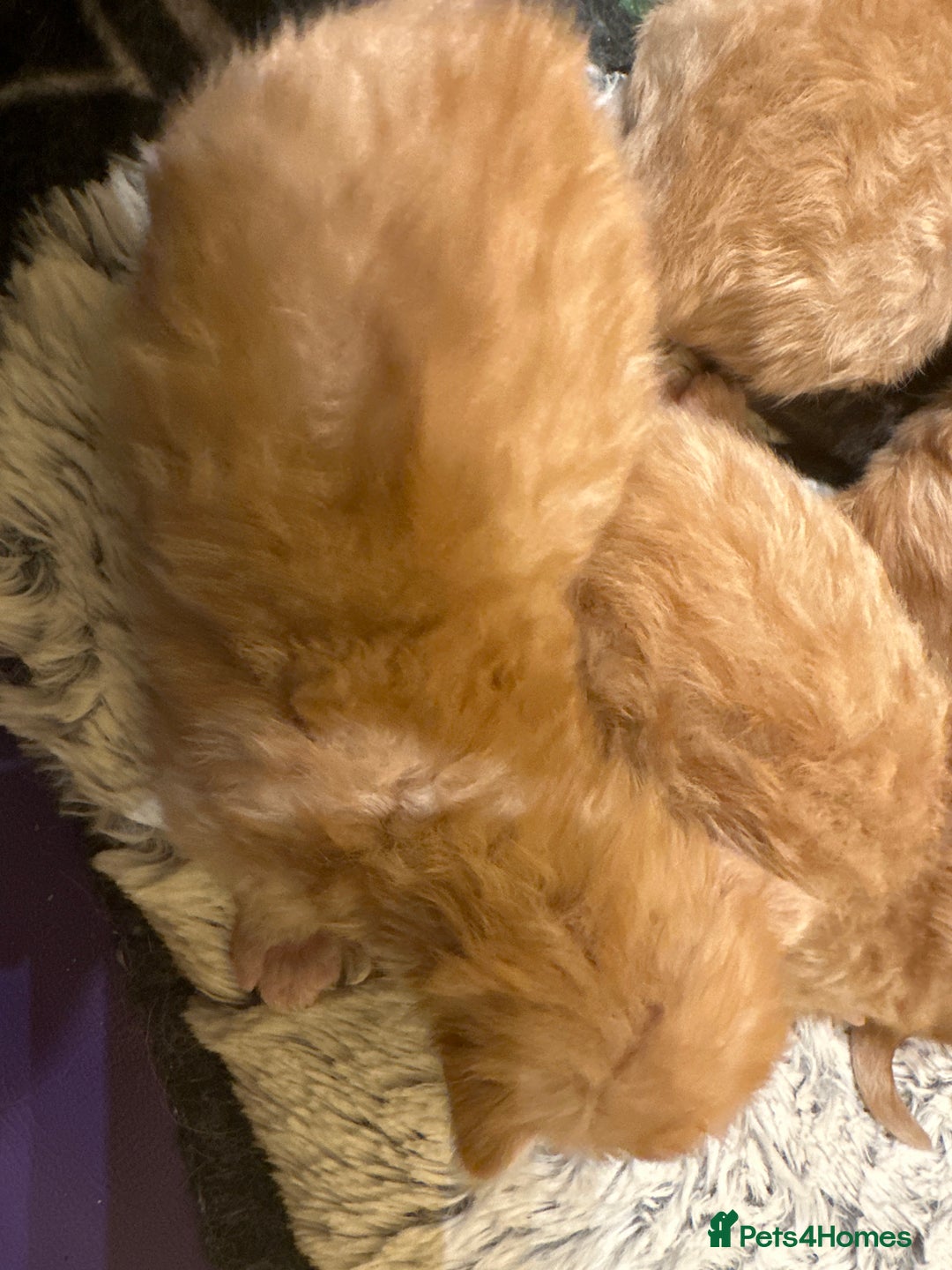 Maine Coon cats for sale: Gorgeous Maine coone kittens  - Image 20