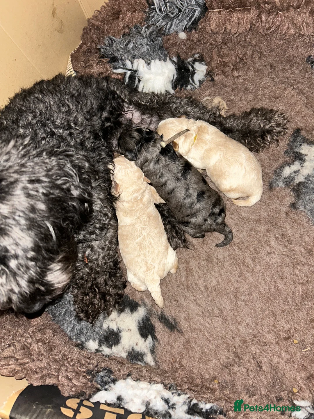 Maltipoo dogs for sale: Gorgeous maltipoo puppies  - Advert 4