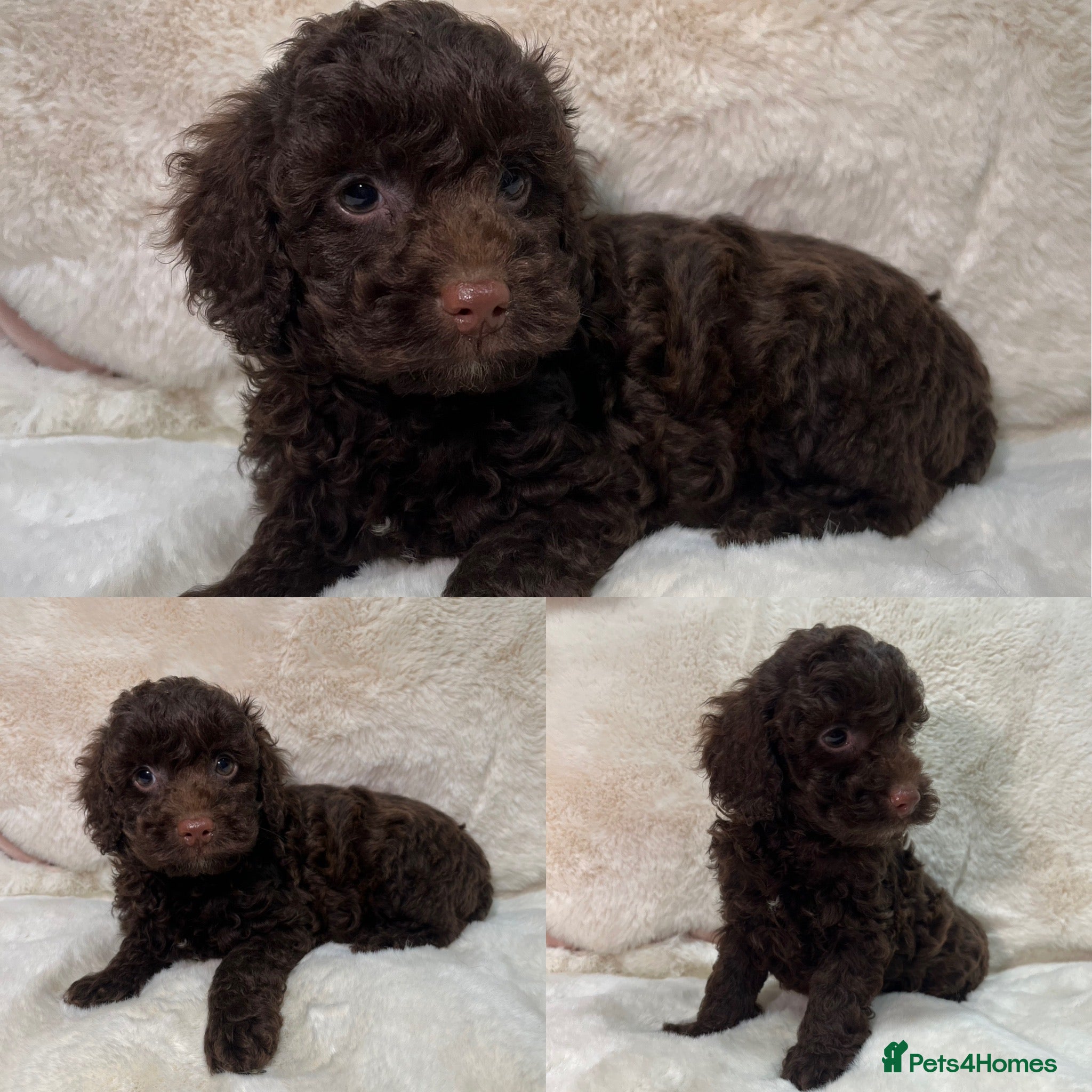 Cavapoochon dogs CHOCOLATE BOY CAVAPOOCHON HEALTH TESTED - Advert 3