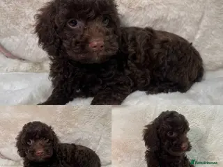 Cavapoochon dogs CHOCOLATE BOY CAVAPOOCHON HEALTH TESTED - Advert 3