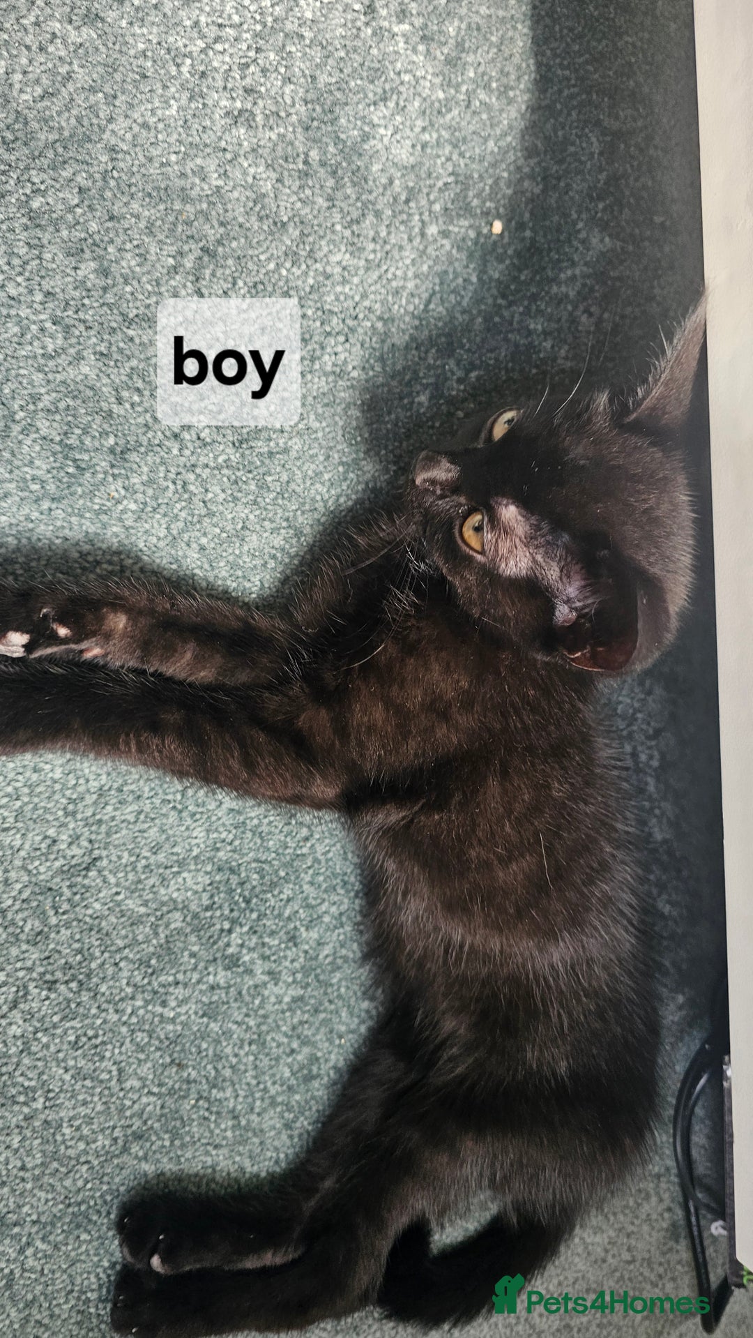 British Shorthair cats for sale: Kittens for sale  - Image 1