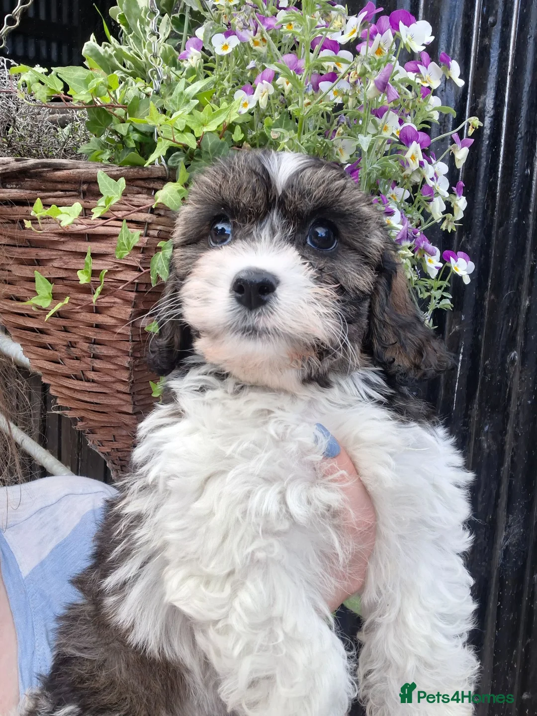 Cavachon dogs for sale: Beautiful f1 cavachons - 2 sweet pups left - Advert 2