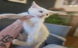 Sphynx cats for sale: Snow coated shpynx with sky blue eyes - Image 3