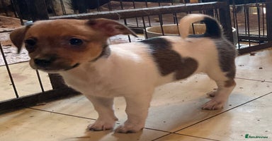 Jack Russell dogs - Advert 11