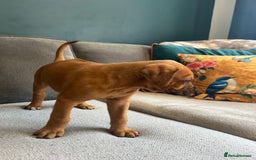 Mixed Breed dogs for sale: Puppies looking for forever homes 🏡 - Image 11