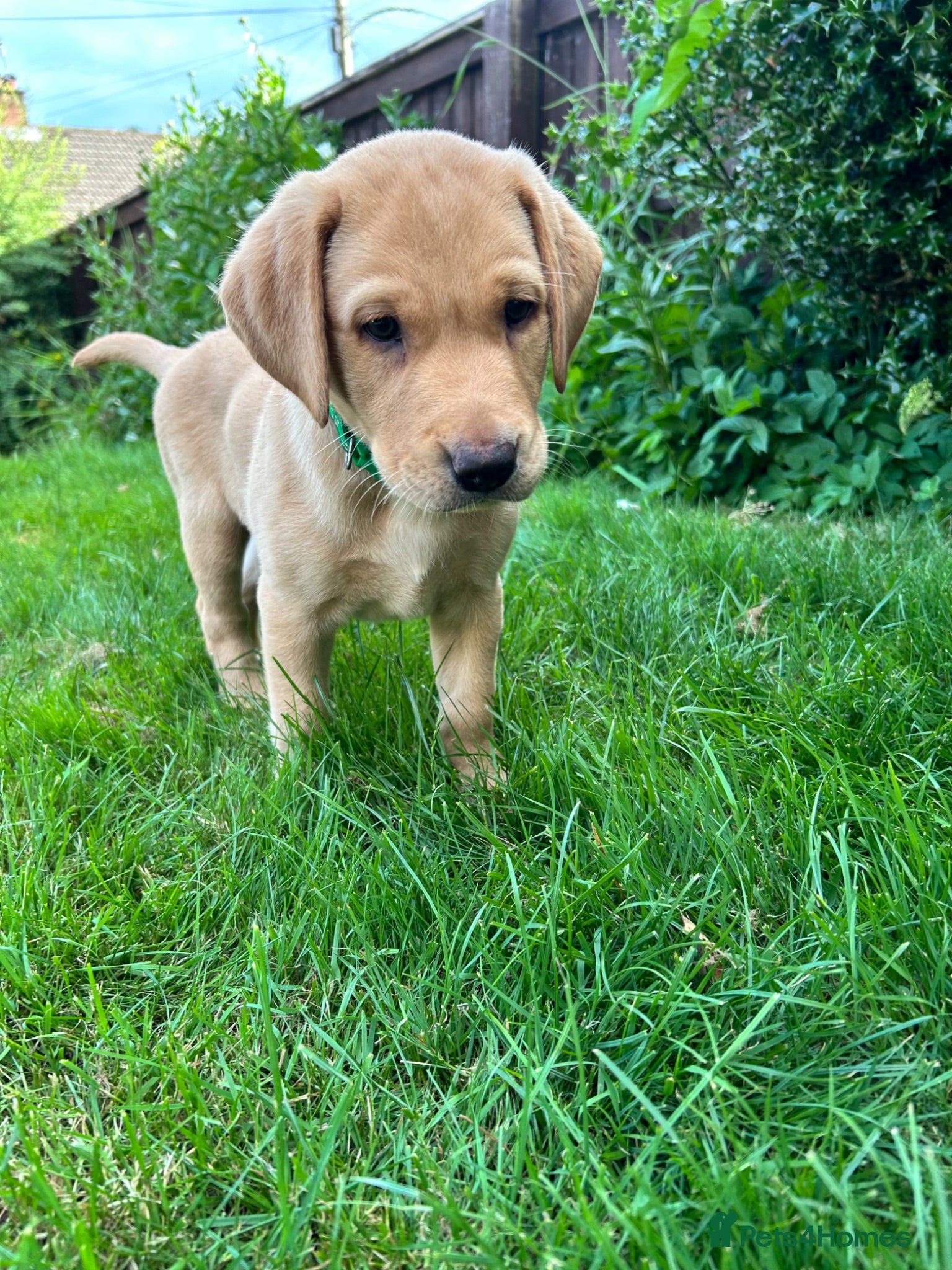 Labrador Retriever dogs *1 boy left* KC Registered Red Fox Lab Puppies - Advert 2