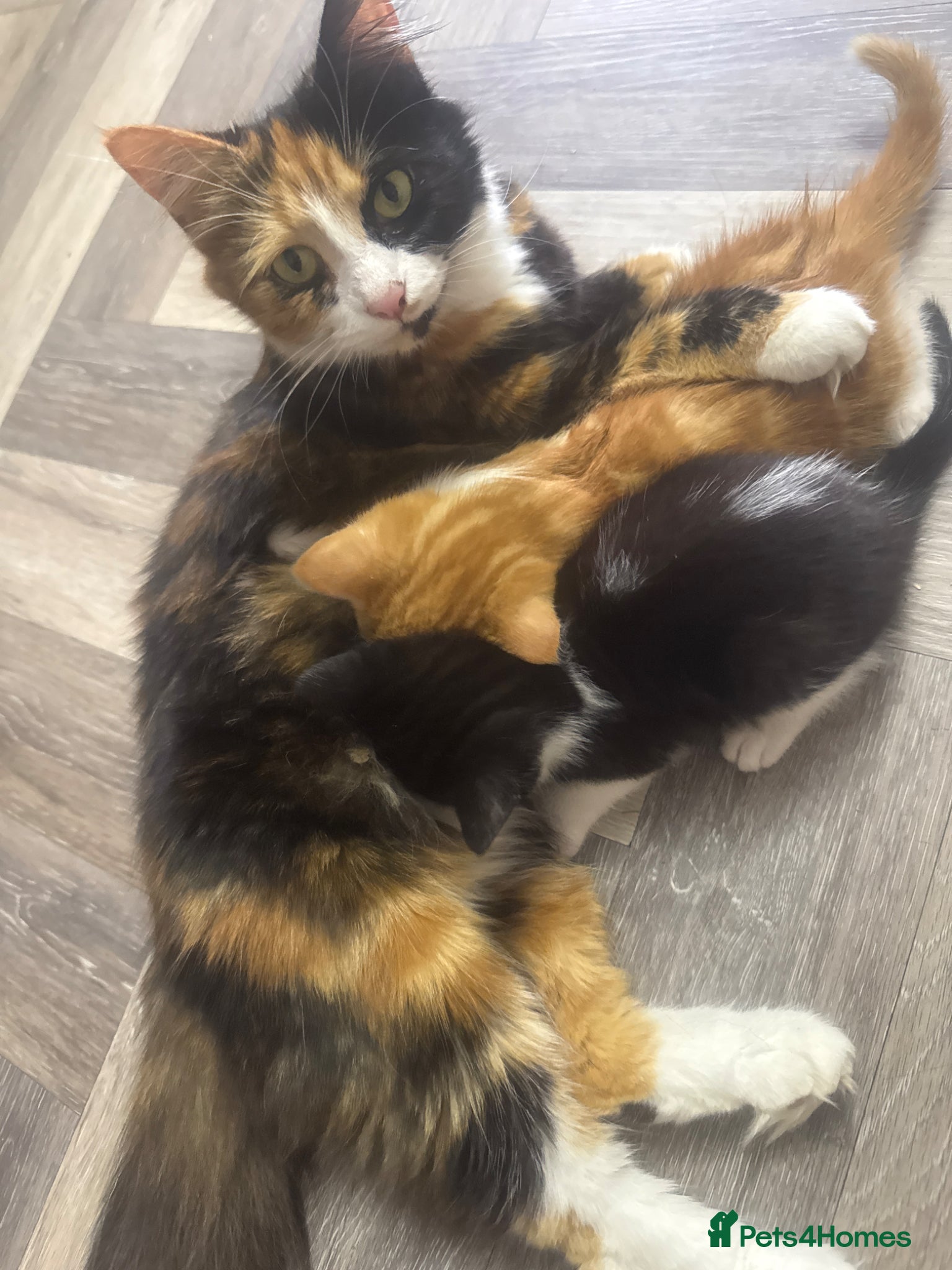 Mixed Breed cats Beautiful Kittens  - Advert 1