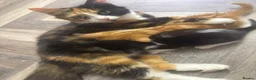 Mixed Breed cats for sale: Beautiful Kittens  - Advert 1