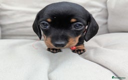 Miniature Dachshund dogs for sale: KC Registered miniature Dachshund Puppies - Image 4