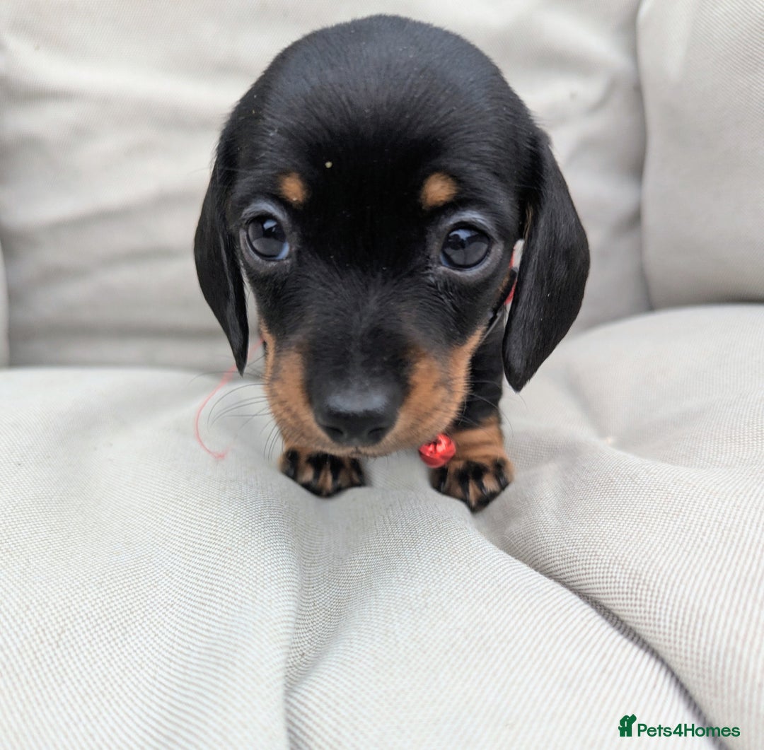 Miniature Dachshund dogs for sale: KC Registered miniature Dachshund Puppies - Image 4