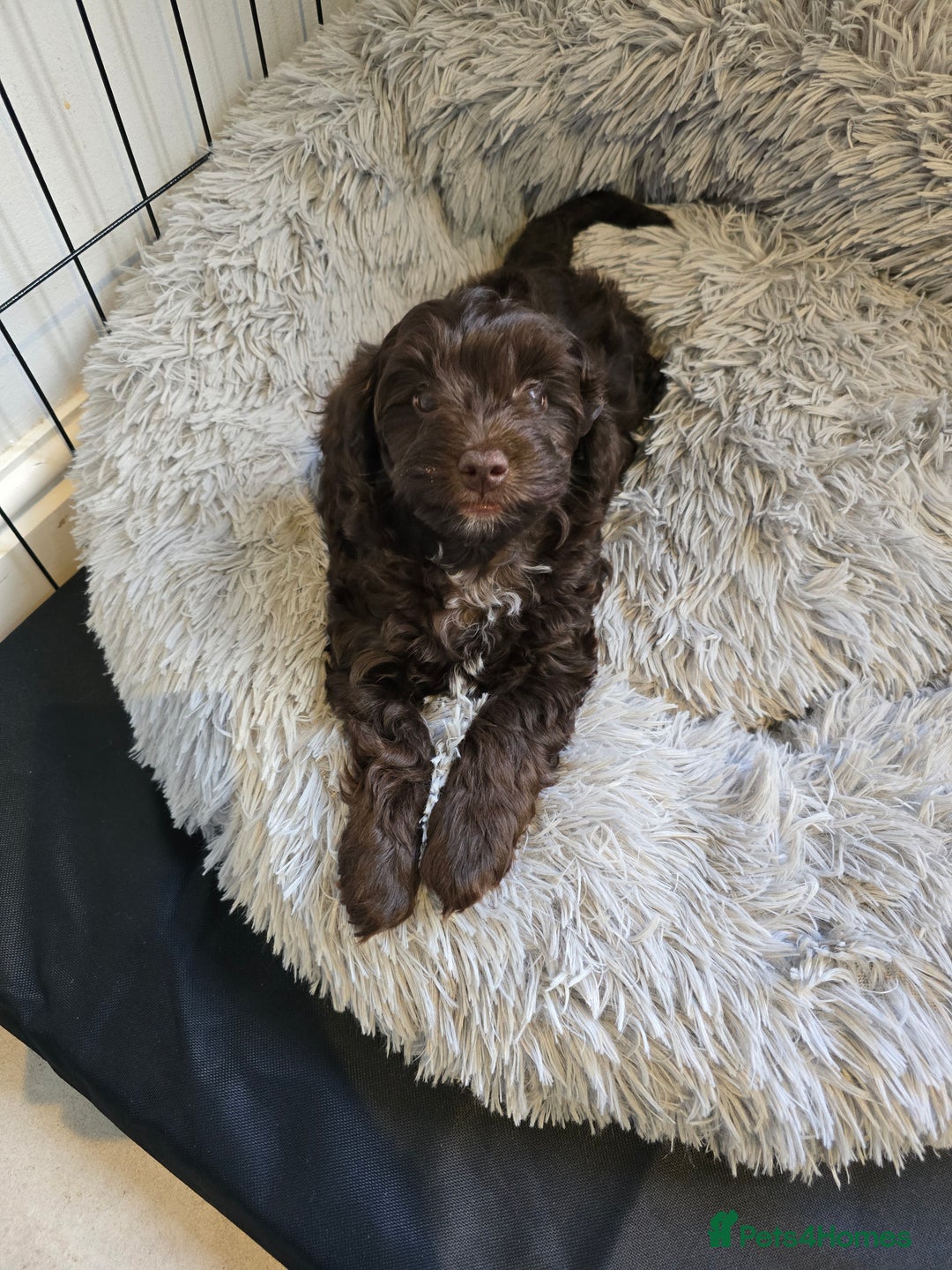 Cockapoo dogs for sale: 2 little F1B girl cockapoos ready to go - Advert 4