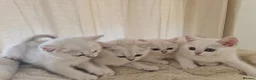 British Shorthair cats for sale: BRITISH SHORTHAIR KITTEN BLUE EYES  - Advert 19