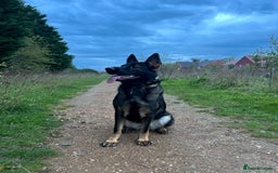 German Shepherd dogs for sale: Female German Shepherd - working line - Advert 12