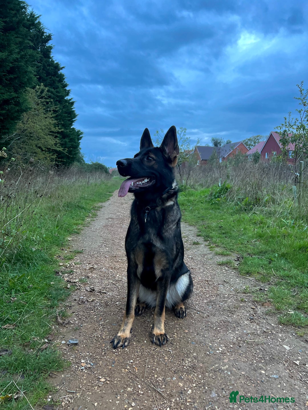 German Shepherd dogs for sale: Female German Shepherd - working line - Advert 12