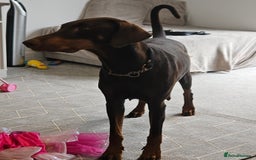 Dobermann dogs for sale: Dobermans available  - Image 9