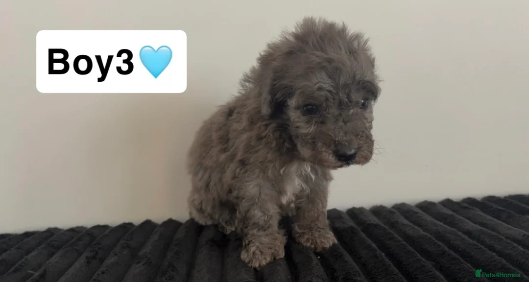 Cockapoo dogs for sale: Cockapoo puppies  - Advert 15