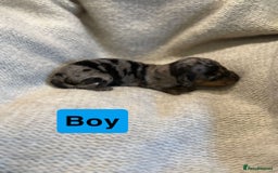 Miniature Dachshund dogs for sale: Stunning litter of miniature dachshund 🐶  - Image 4