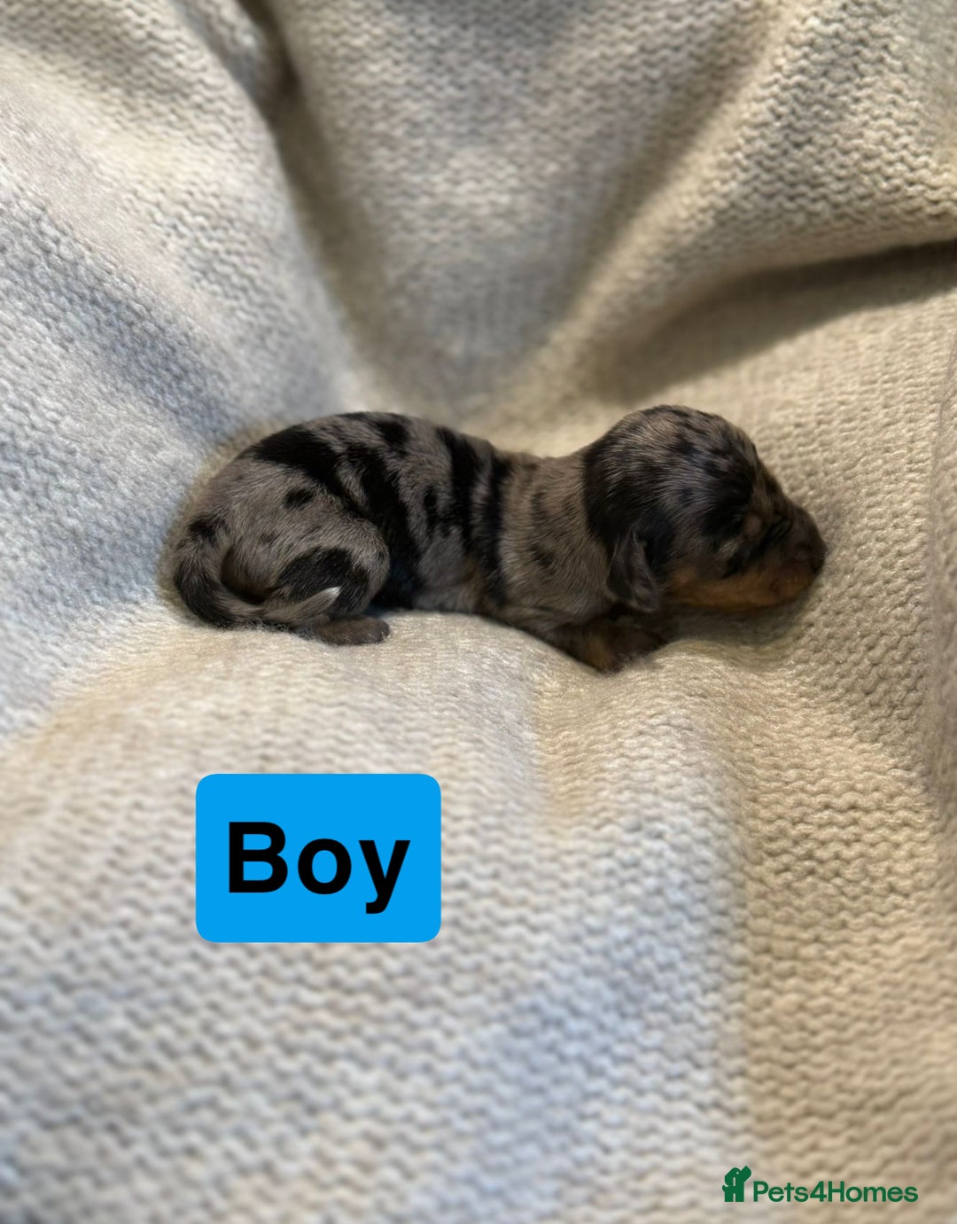 Miniature Dachshund dogs for sale: Stunning litter of miniature dachshund 🐶  - Image 4