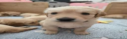 Golden Retriever dogs for sale: KC Pedigree Golden Retriever Puppies - Advert 23