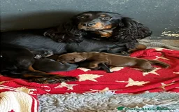 Cocker Spaniel dogs for sale: Working cocker spaniel - champion bloodlines  - Image 40