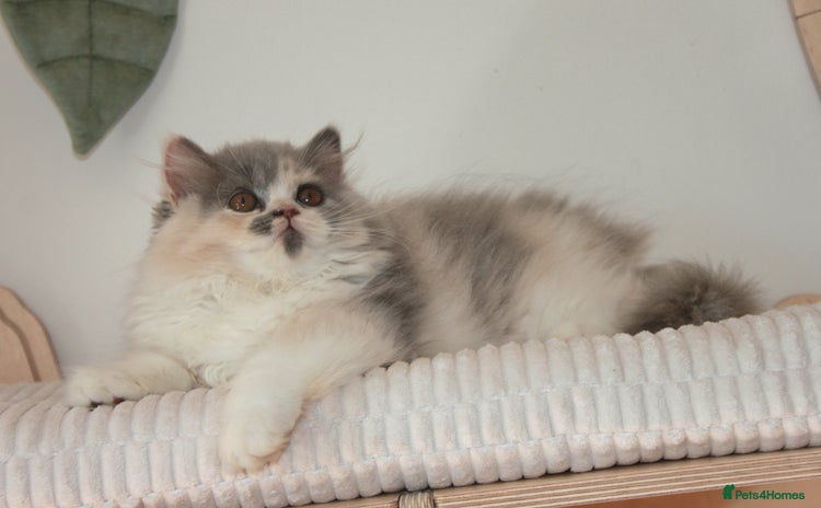 British Shorthair cats - Advert 14