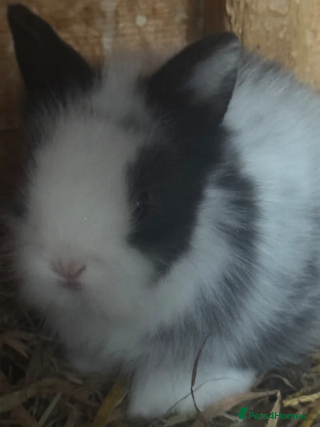 Lionhead rabbits for sale: Gorgeous baby Lionhead rabbits for sale  - Advert 1