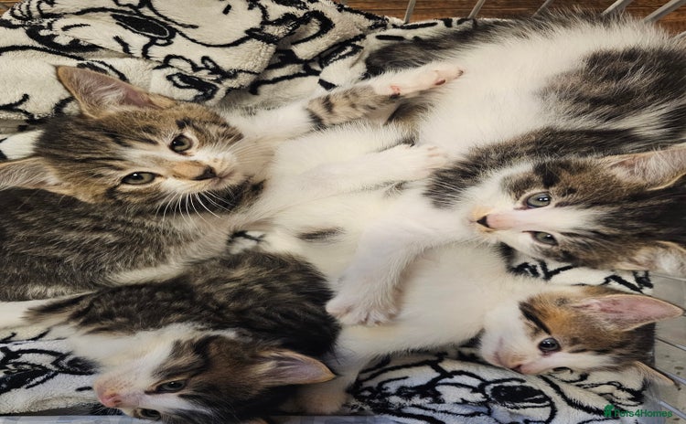 Mixed Breed cats 🩵💖2 KITTENS LEFT! READY TO LEAVE  - Advert 2