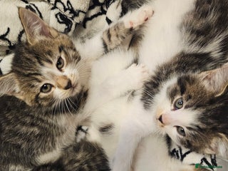 Mixed Breed cats 🩵💖2 KITTENS LEFT! READY TO LEAVE - Advert 5