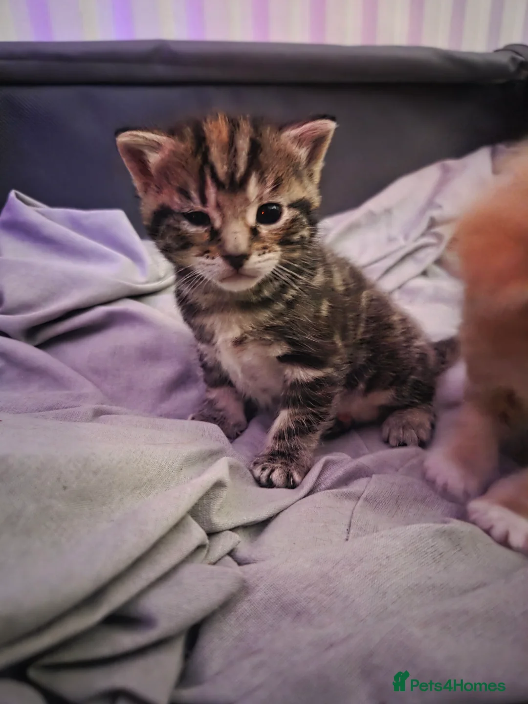 Mixed Breed cats for sale: Kittens for sale - Advert 13