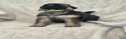 German Shepherd dogs for sale: German shepherd pups - Advert 10