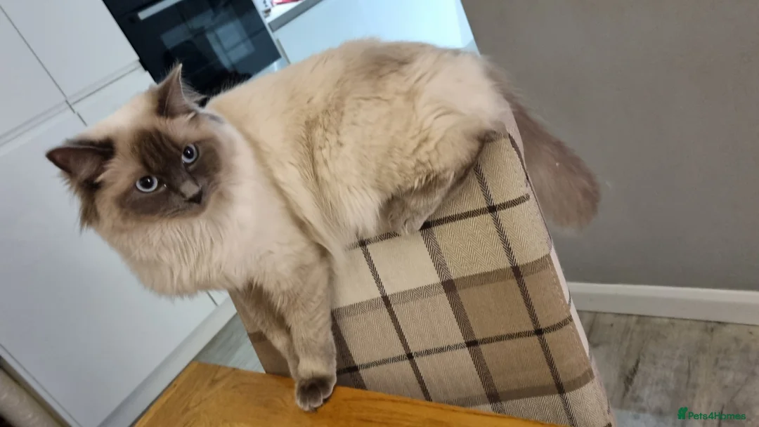 Ragdoll cats for sale: Pure Ragdoll kittens in Kendal - Advert 1